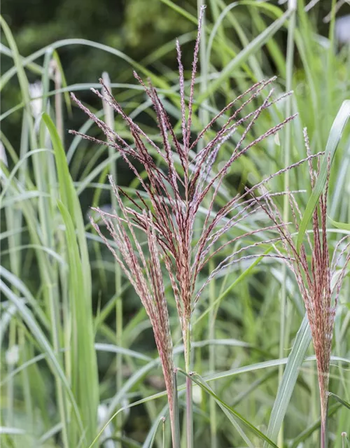 Garten-Chinaschilf 'Malepartus'