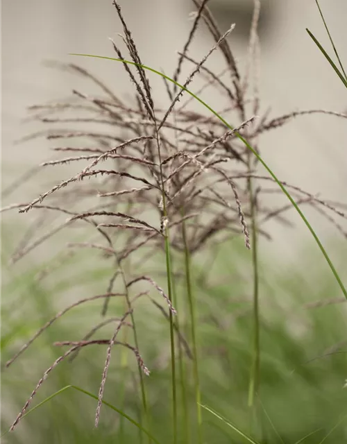 Garten-Chinaschilf 'Malepartus'