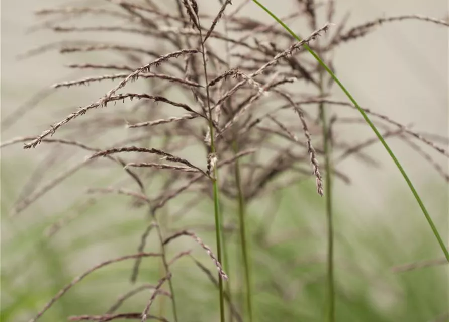 Garten-Chinaschilf 'Malepartus'