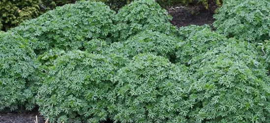 Garten-Blut-Storchschnabel 'Ron Leed'