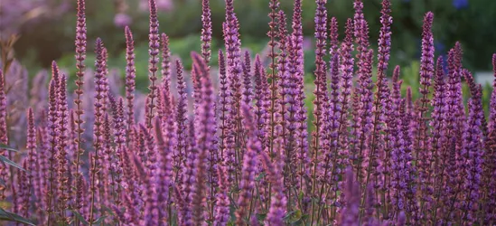 Garten-Blüten-Salbei 'Amethyst'