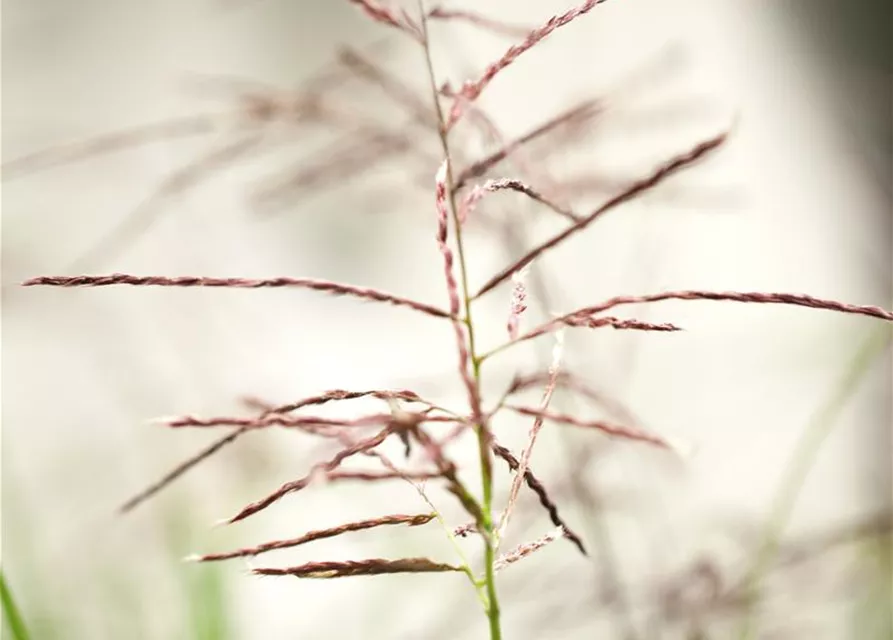 Garten-Chinaschilf