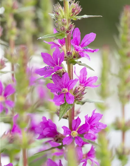 Garten-Blut-Weiderich