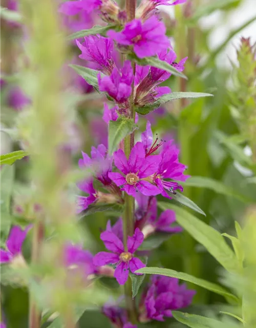 Garten-Blut-Weiderich