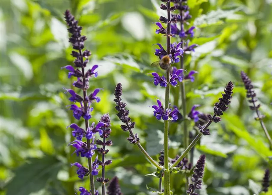 Garten-Blüten-Salbei 'Mainacht'