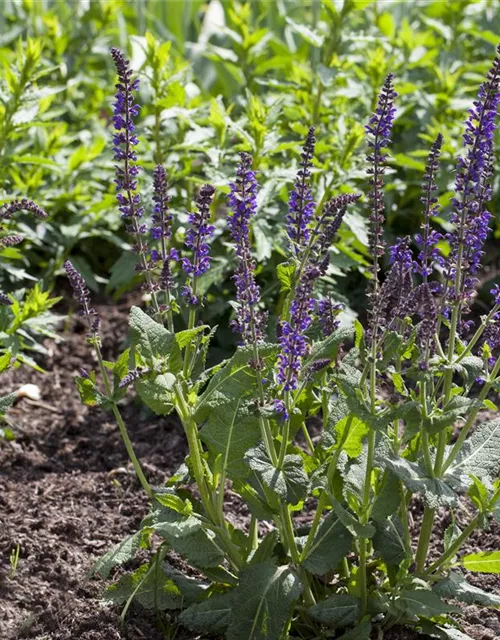 Garten-Blüten-Salbei 'Mainacht'