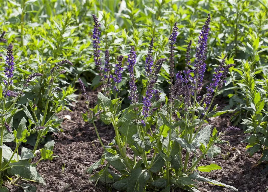 Garten-Blüten-Salbei 'Mainacht'
