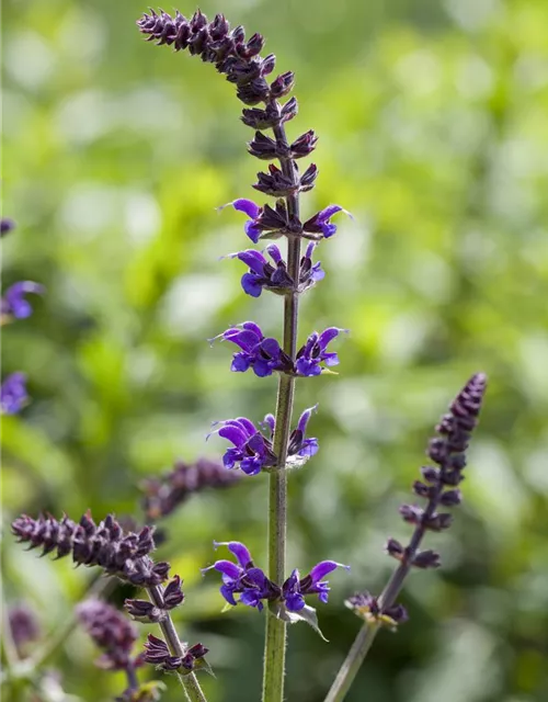 Garten-Blüten-Salbei 'Mainacht'