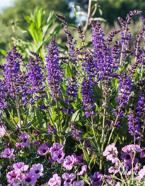 Garten-Blüten-Salbei 'Mainacht'