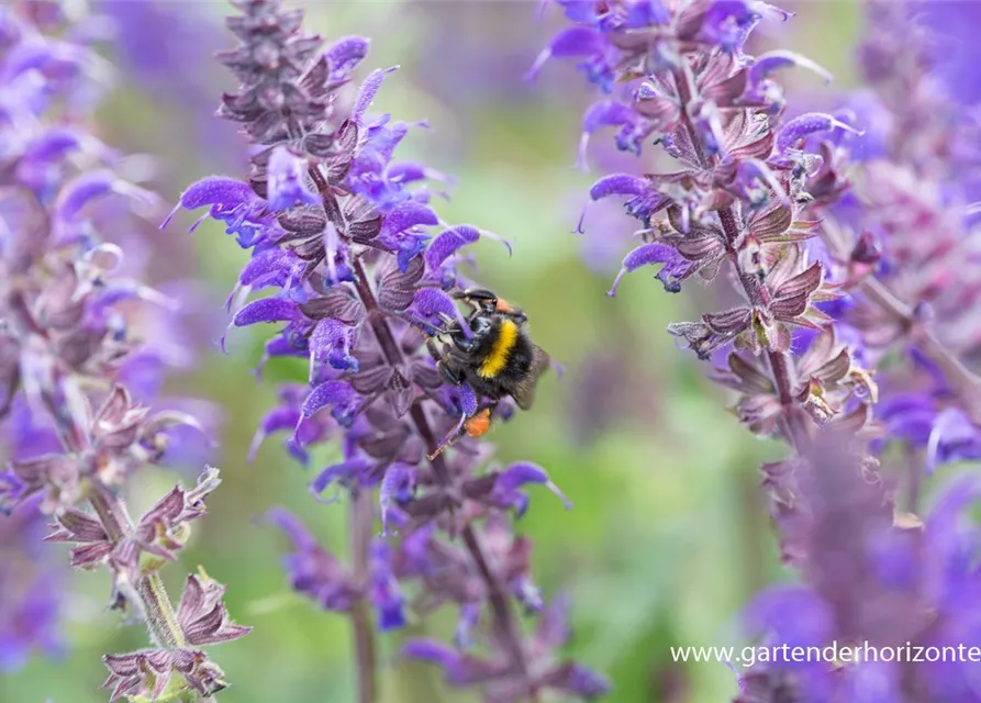 Garten-Blüten-Salbei 'Mainacht'