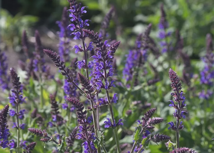 Garten-Blüten-Salbei 'Mainacht'