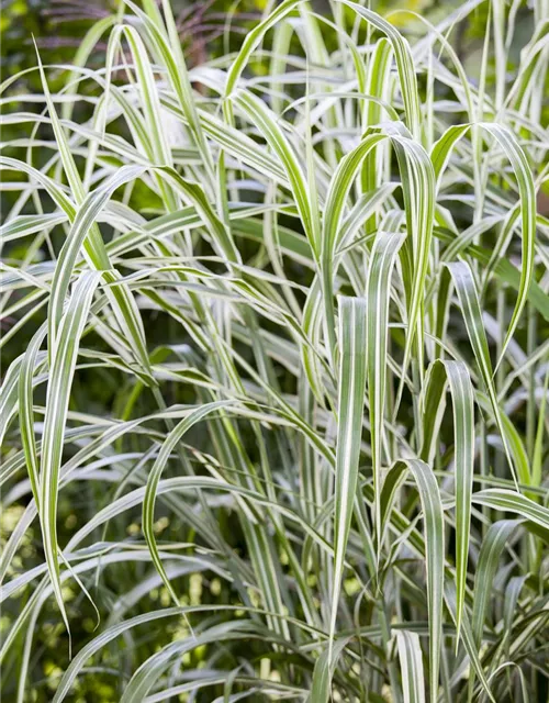Garten-Chinaschilf 'Cosmopolitan'