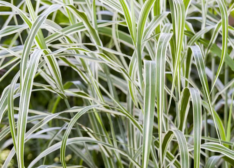 Garten-Chinaschilf 'Cosmopolitan'