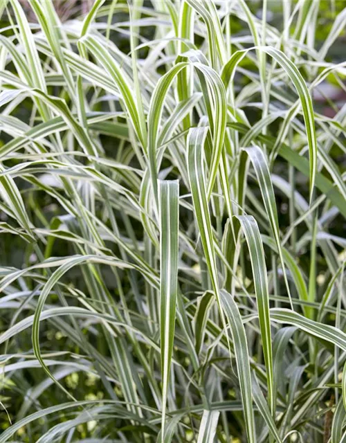 Garten-Chinaschilf 'Cosmopolitan'