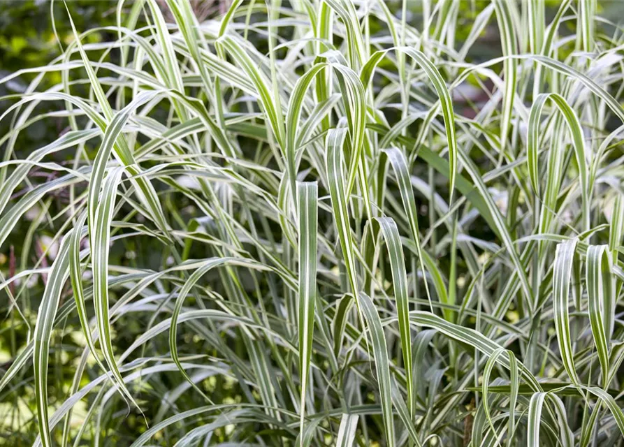 Garten-Chinaschilf 'Cosmopolitan'