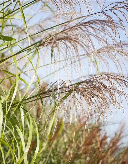 Garten-Chinaschilf 'Zwergelefant'