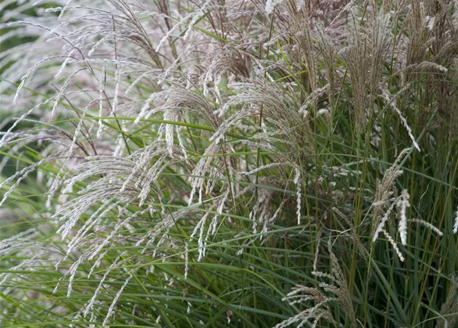 Garten-Chinaschilf 'Federweißer'