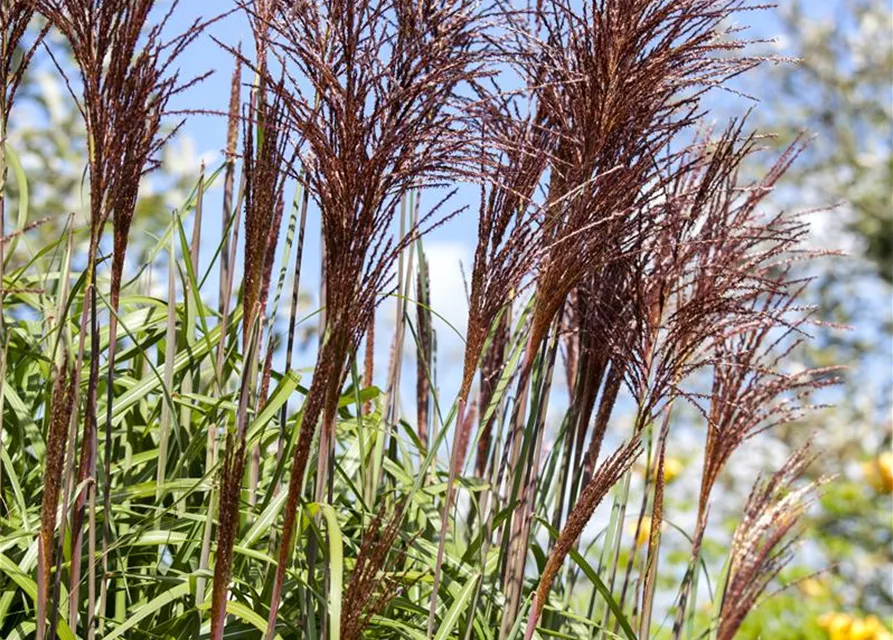 Garten-Chinaschilf 'Ghana'