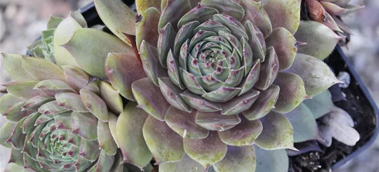 Garten-Dachwurz 'Noir'