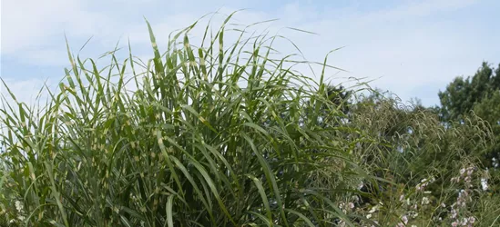 Garten-Chinaschilf 'Giraffe'