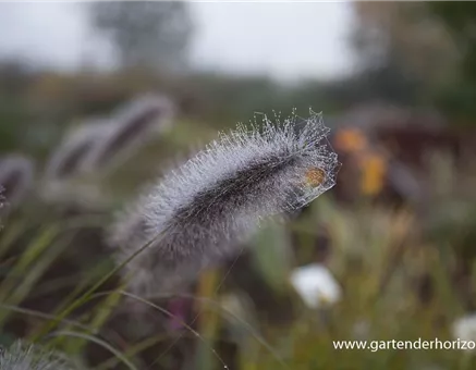 Garten-Federborstengras 'Cassian'