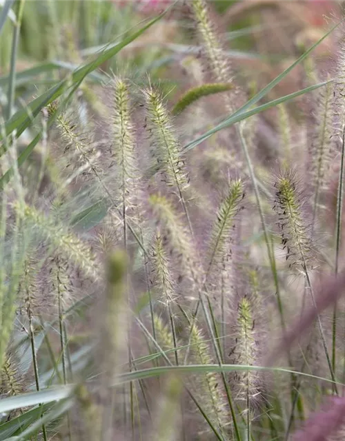 Garten-Federborstengras 'Hameln'