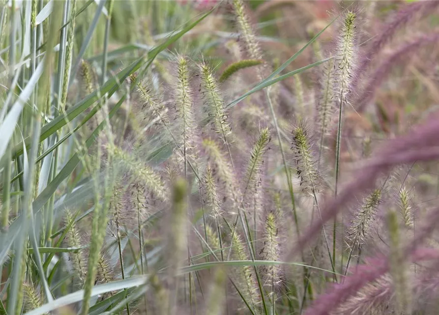 Garten-Federborstengras 'Hameln'