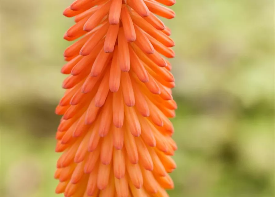 Garten-Fackellilie