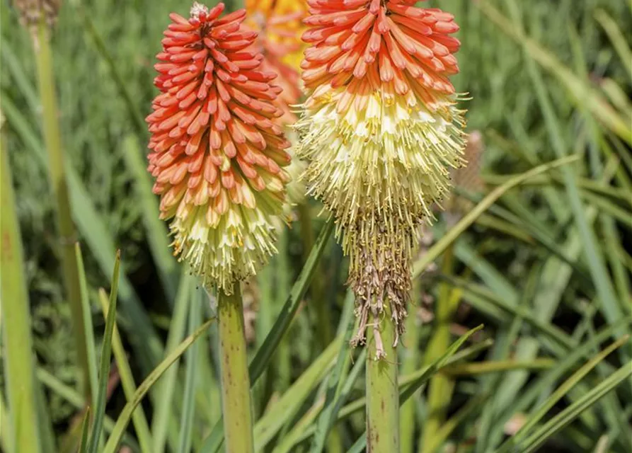Garten-Fackellilie
