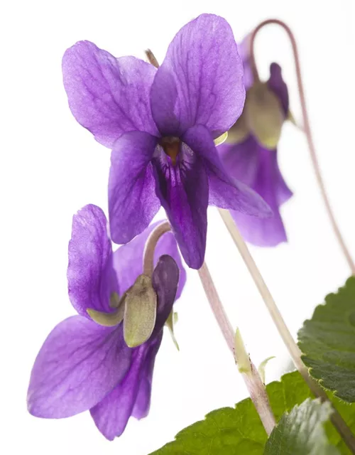 Garten-Duft-Veilchen 'Königin Charlotte'