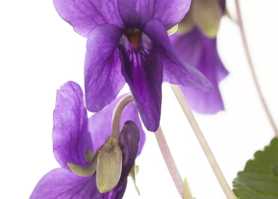 Garten-Duft-Veilchen 'Königin Charlotte'