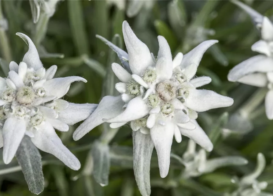 Garten-Edelweiß 'Matterhorn'
