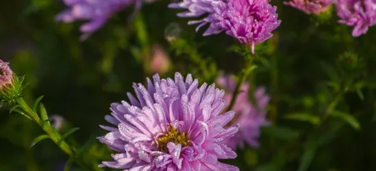 Garten-Glattblatt-Aster 'Fellowship'