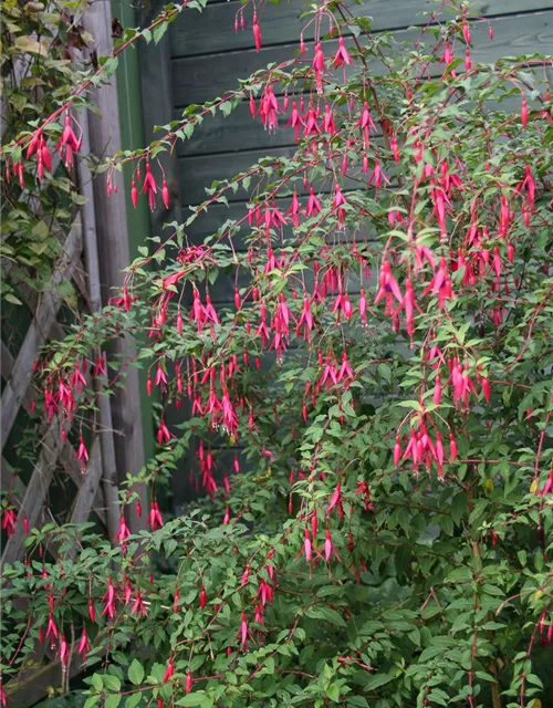 Garten-Fuchsie