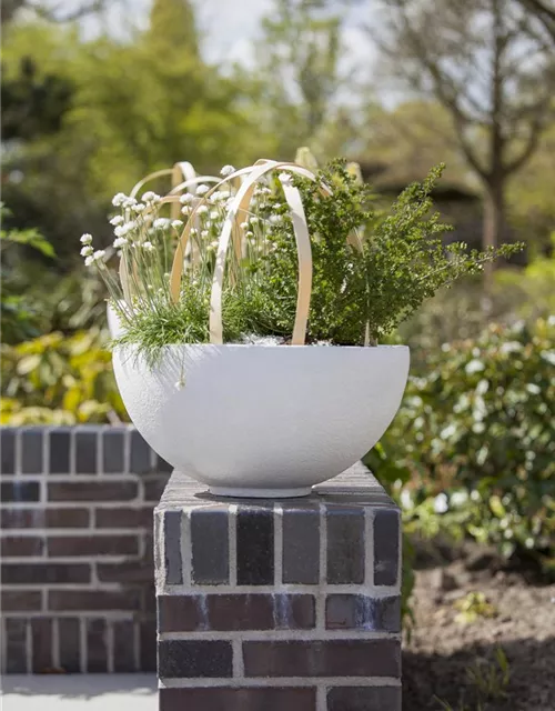 Garten-Grasnelke 'Alba'