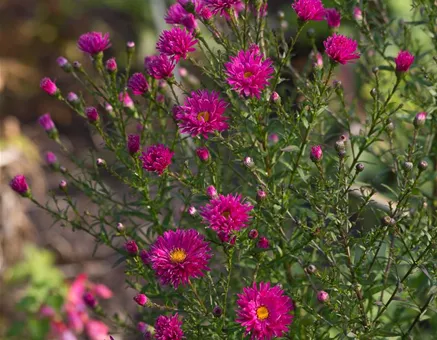 Garten-Glattblatt-Aster 'Neron'