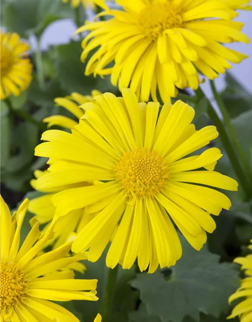 Garten-Gämswurz 'Magnificum'