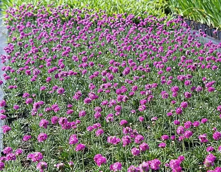 Garten-Grasnelke 'Düsseldorfer Stolz'