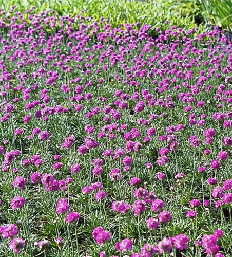 Garten-Grasnelke 'Düsseldorfer Stolz' Garten-Grasnelke 'Düsseldorfer Stolz'