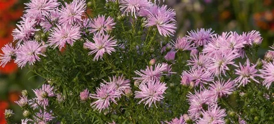 Garten-Glattblatt-Aster 'Rosenquarz'