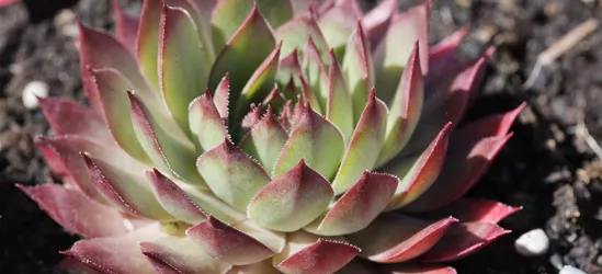 Garten-Hauswurz 'Blood Tip'