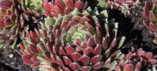 Garten-Hauswurz 'Hey Hey'