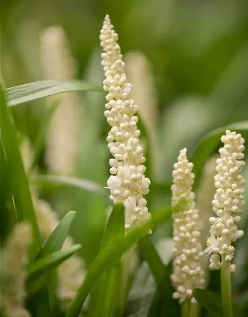 Garten-Glöckchentraube 'Monroe White'