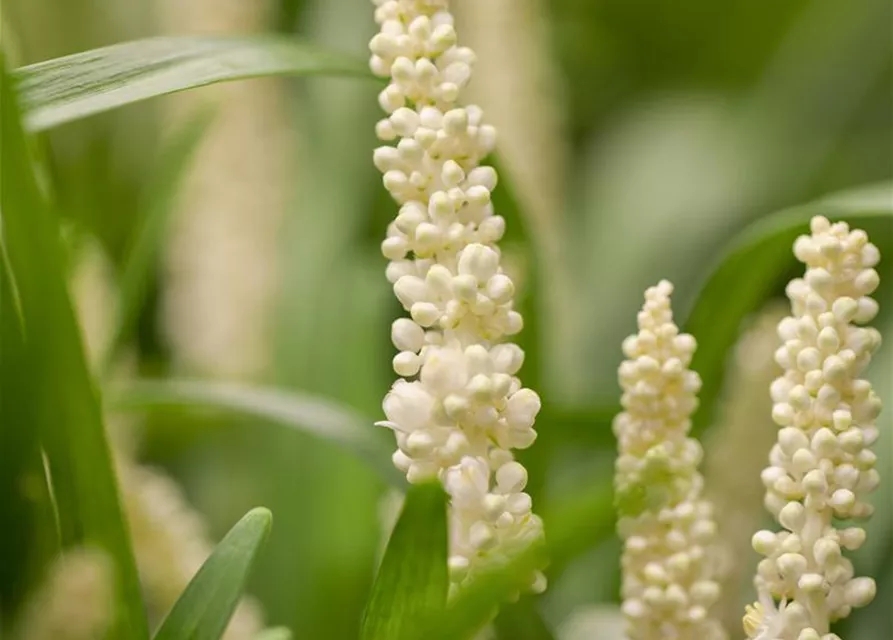 Garten-Glöckchentraube 'Monroe White'