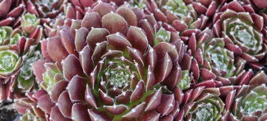 Garten-Hauswurz 'Red Papaver'