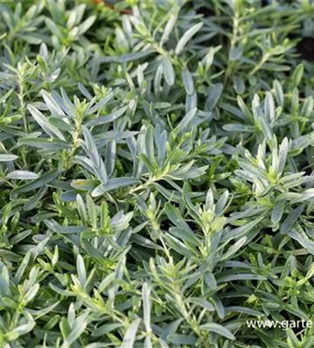 Garten-Heide-Nelke 'Albus'