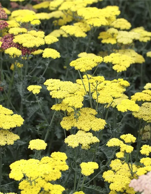 Garten-Goldquirl-Garbe 'Moonshine'