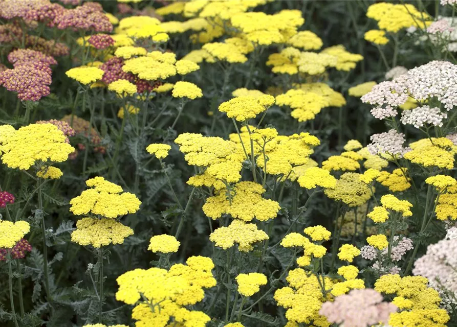 Garten-Goldquirl-Garbe 'Moonshine'