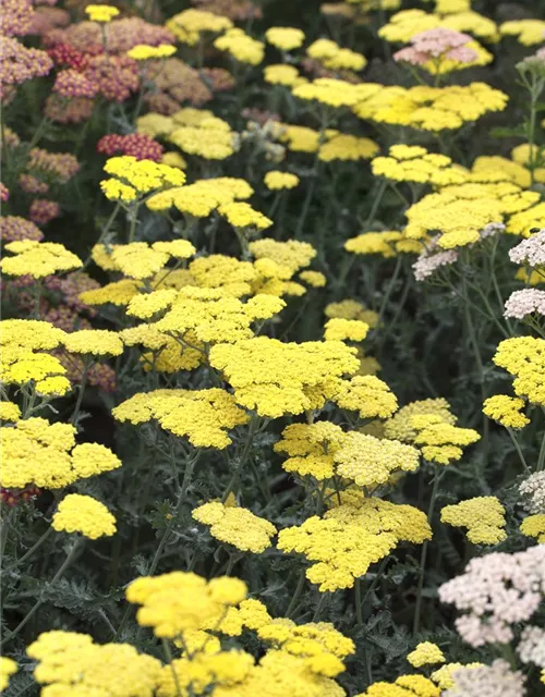 Garten-Goldquirl-Garbe 'Moonshine'