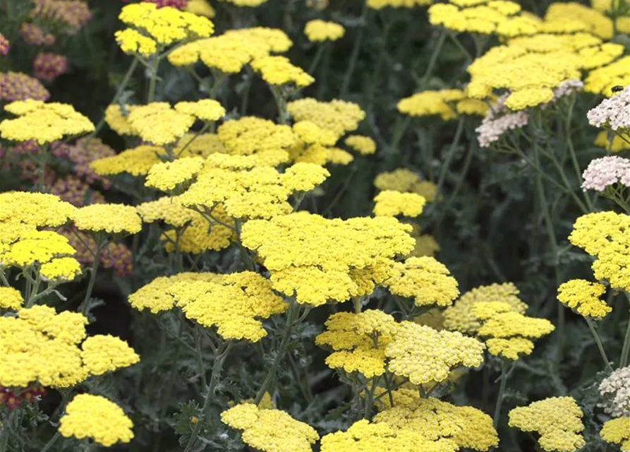 Garten-Goldquirl-Garbe 'Moonshine'